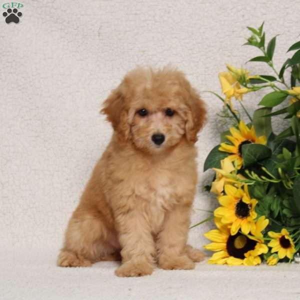 BJ’s Queso, Miniature Poodle Puppy